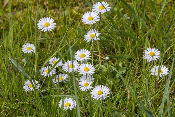 Pâquerettes (Bellis perennis) sur une pelouse / Pixabay